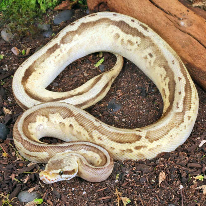 Yearling Male Pastel Lesser Leopard Fire Ball Python For Sale