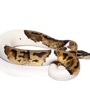 Yearling Orange Dream Pied Ball Python For Sale