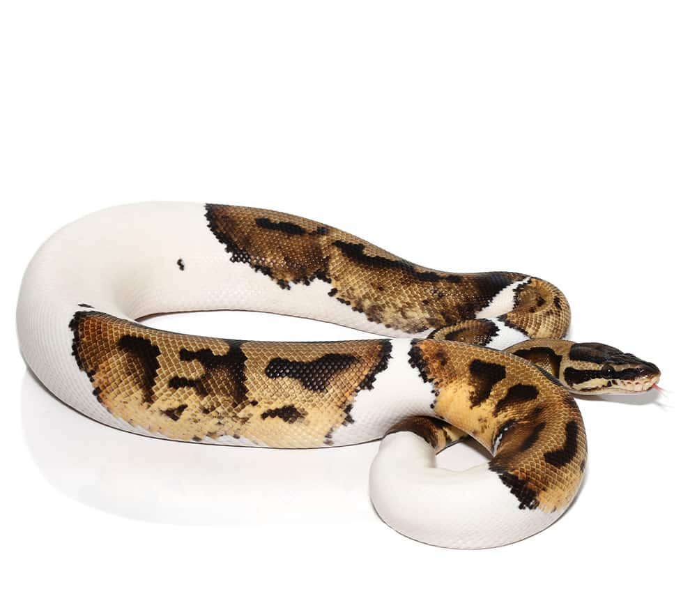 Yearling Orange Dream Pied Ball Python For Sale