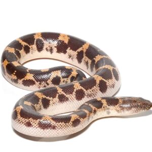 Yearling Saharan Sand Boa For Sale