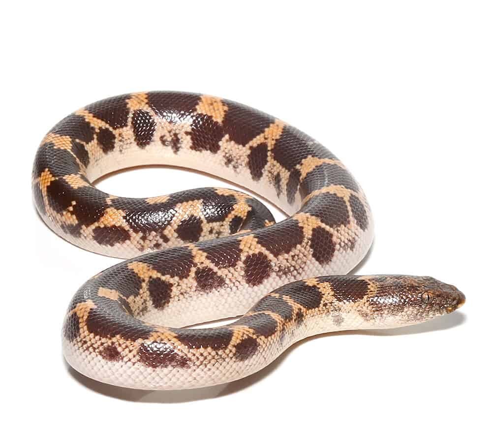 Yearling Saharan Sand Boa For Sale