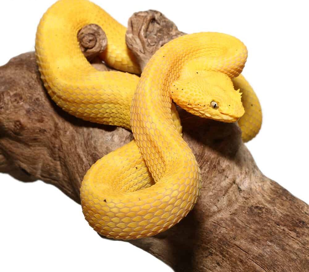 2020 Golden Eyelash Viper For Sale