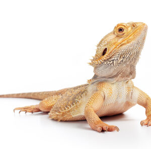 Bearded Dragon for Sale