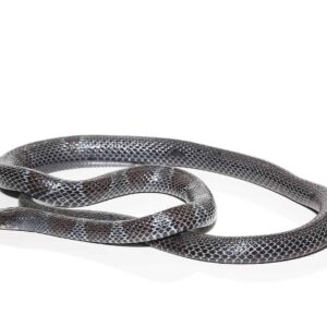 African Garter Snake For Sale