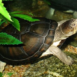African Hinge Sideneck Turtle for Sale