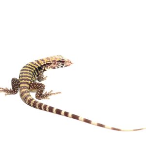 Albino Blue Tegu For Sale