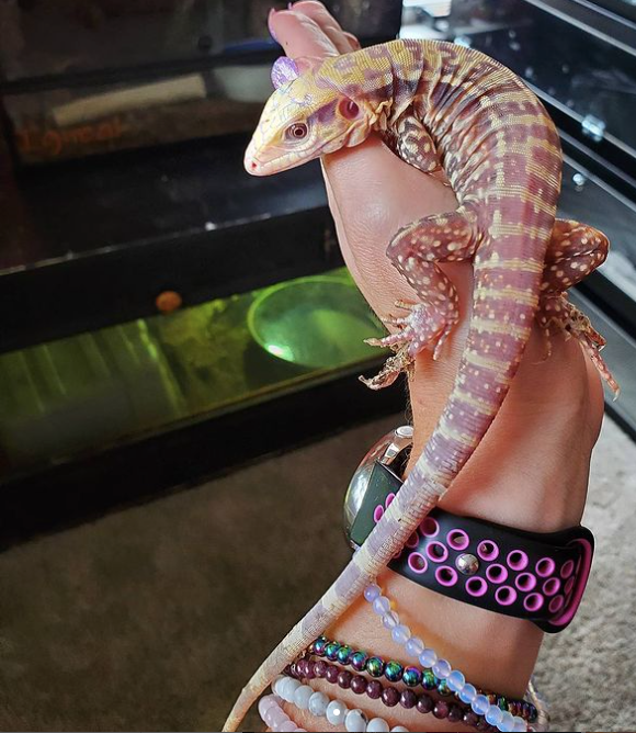 Albino Cherry Ice Tegu For Sale