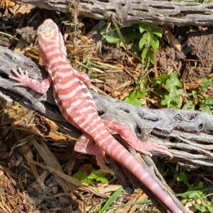 Albino Cherry Ice Tegu For Sale
