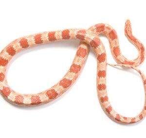 Albino Corn Snake for Sale