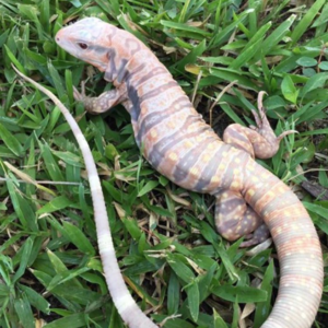 Albino Tiger Ice Tegu For Sale