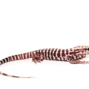 Albino Tiger Ice Tegu For Sale