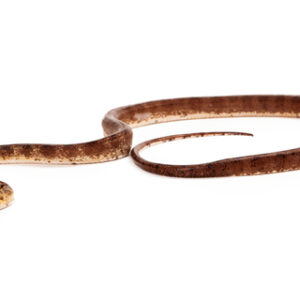 Amazon Tree Boa for Sale