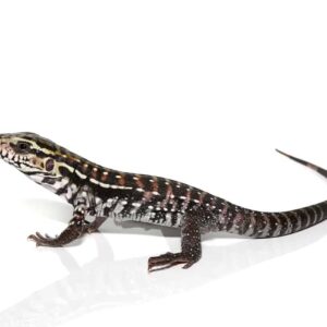 Anery Red Tegu For Sale