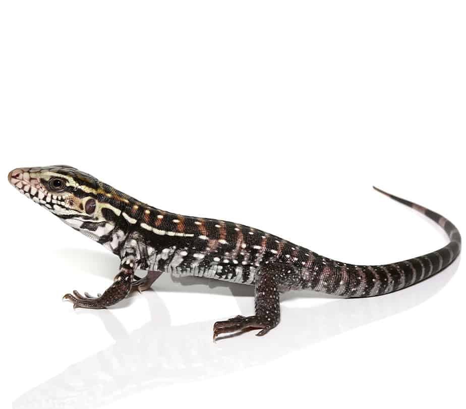 Anery Red Tegu For Sale