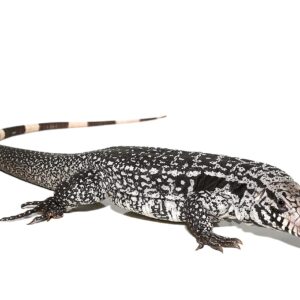 Anery Snowmaker Tegu For Sale