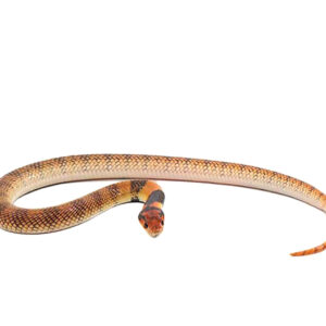 Angolan Coral Cobra For Sale