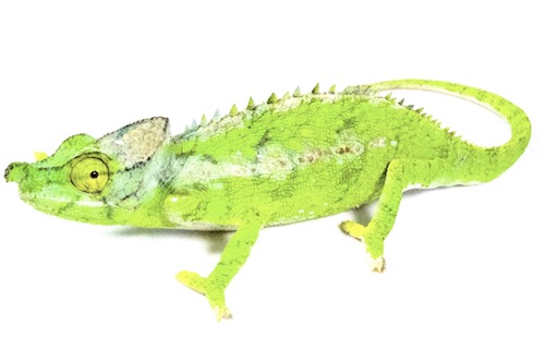 Antimena Chameleon for Sale