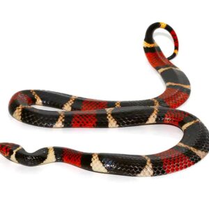 Aquatic Coral Snake For Sale