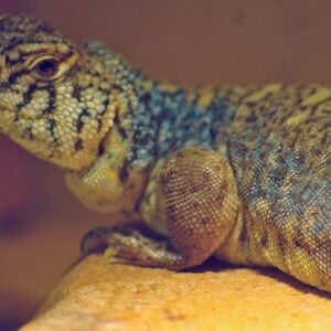 Arabian Blue Philbyi Uromastyx for Sale