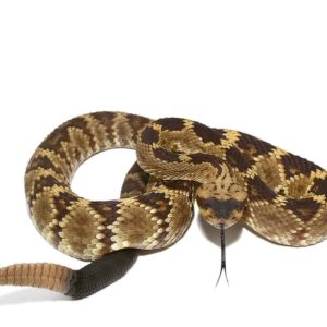 Arizona Blacktail Rattlesnake For Sale