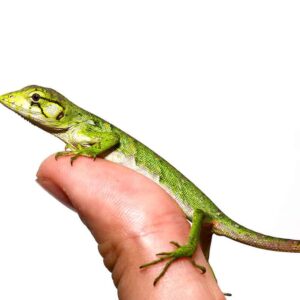 Baby Monkey Anole for sale