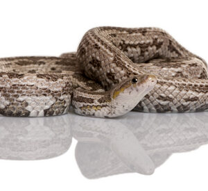 Bairds Rat Snake for Sale