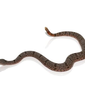 Banded Rock Rattlesnake For Sale