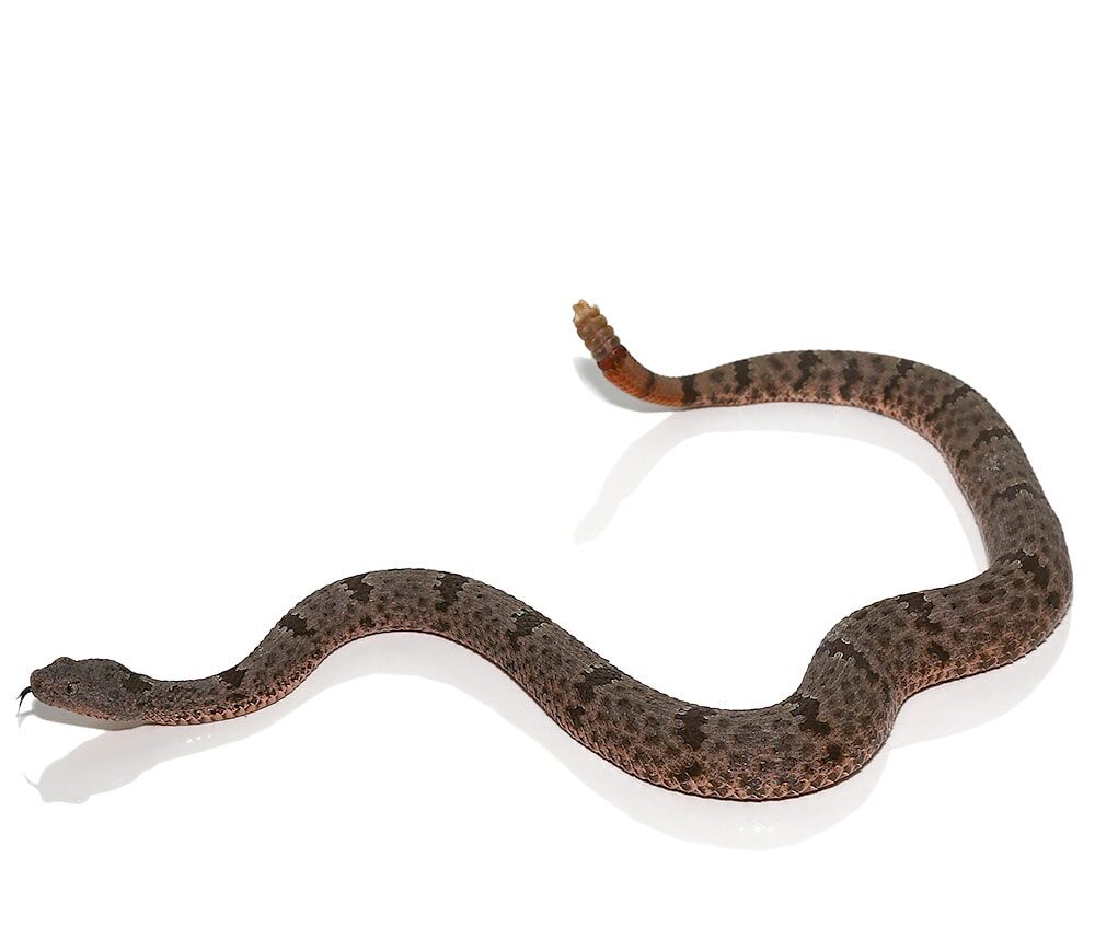 Banded Rock Rattlesnake For Sale