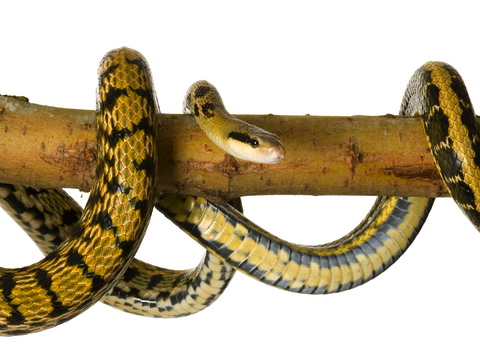 Taiwan Beauty Ratsnake for Sale