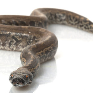 Black Blood Python for Sale