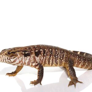 Black Flame Tegu For Sale