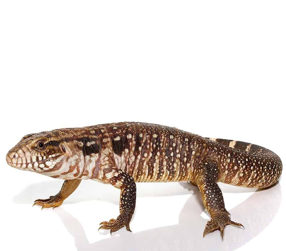 Black Flame Tegu For Sale