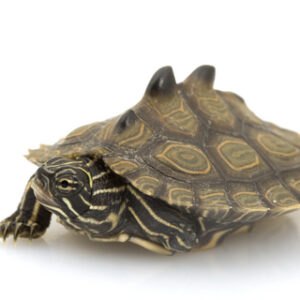 Black Knobbed Map Turtle for Sale