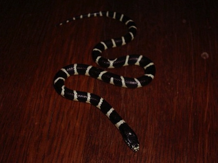 Black and White California King Snake for Sale