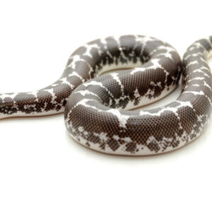 Black and White Kenyan Sand Boa for Sale