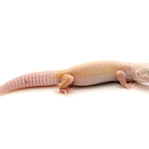 Blazing Blizzard Leopard Gecko for Sale