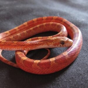 Blood Red Corn Snake for Sale