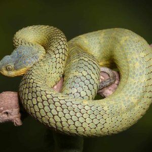 Blue Crown Green Squamigera Bush Viper For Sale