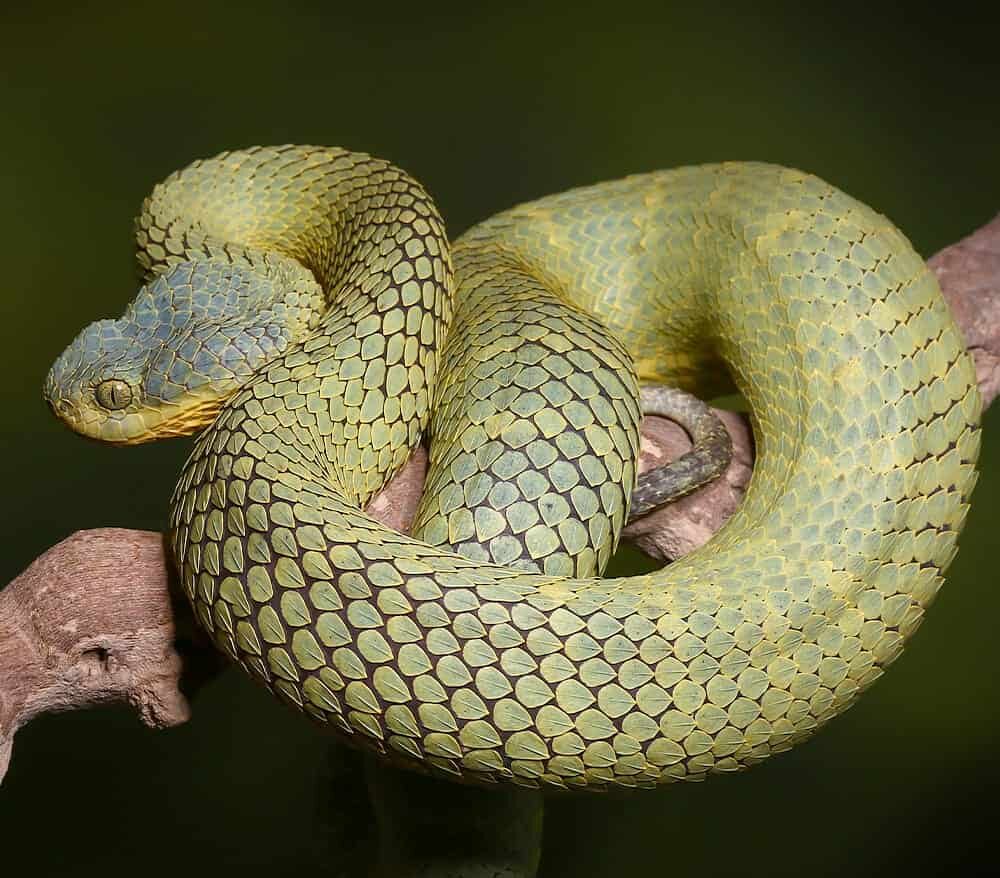 Blue Crown Green Squamigera Bush Viper For Sale