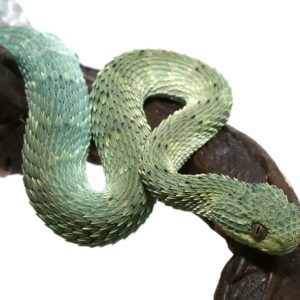 Blue Green With Black Spots Squamigera Bush Viper For Sale