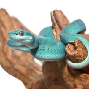 Blue Komodo Island Pit Viper For Sale