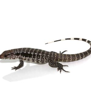 Blue Tegu For Sale