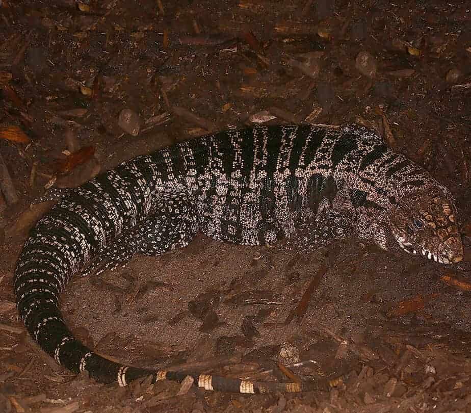 Breeding Argentine Black And White Tegu For Sale