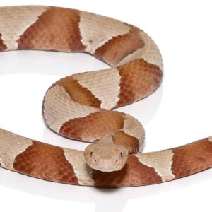 Broad Banded Copperhead Snake For Sale