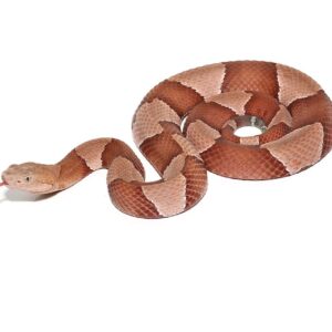 Broad Banded Copperhead Snake For Sale