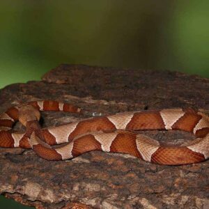 Broad Banded Copperhead Snake For Sale