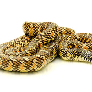 Brooks King Snake for Sale