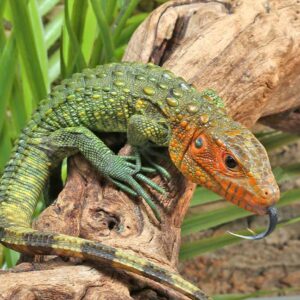Caiman Lizard For Sale
