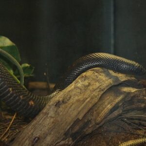 Calabar Python for Sale