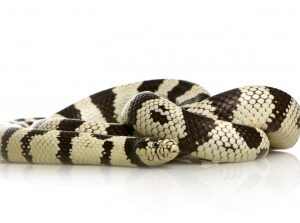 California King Snake for Sale